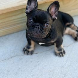 Meridius - Black and tan male French Bulldog puppy in Jefferson City, Missouri from Central Frenchie Haven