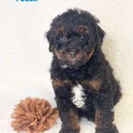 Pecan - Tri-color male Bernedoodle puppy in Williamson, New York from Lakeside Doodles