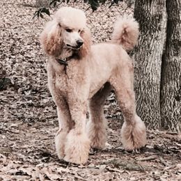 Poodles from Robert's DNP Poodles