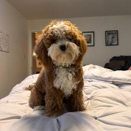 Lilo - Cavapoo