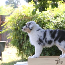 Finn - Australian Shepherd puppy in Hillsboro, Oregon from Legato Aussies
