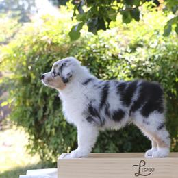 Finn - Australian Shepherd puppy in Hillsboro, Oregon from Legato Aussies