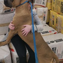 ALIBI - PURPLE - Gray and fawn Cane Corso puppy in Kimball, Michigan from Sicario Cane Corso