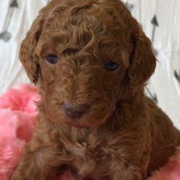 Goldendoodle Puppies from Mumzee Doodles