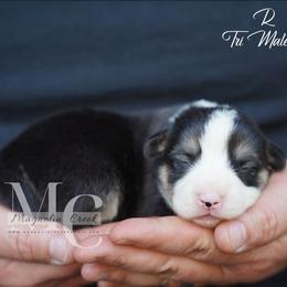 Roman 4 - Black and tan male Pembroke Welsh Corgi puppy in Straughn, Alabama from Magnolia Creek Corgis