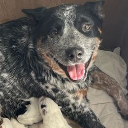 Nelly - Australian Cattle Dog