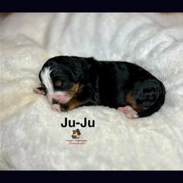 Bernedoodle, Cavapoo, and Pomsky Puppies from Cuddle Paws
