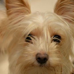 Mimi - Yorkshire Terrier