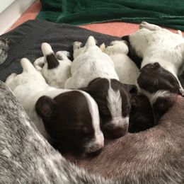 German Shorthaired Pointer Puppies from Wyndbourne German Shorthaired Pointers