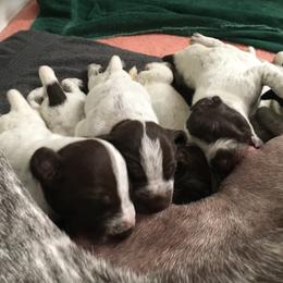 German Shorthaired Pointer Puppies from Wyndbourne German Shorthaired Pointers