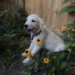 Golden Retriever Puppies from Panhandle PawsNClaws