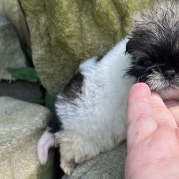 Dottie - Fawn sable Pekingese puppy in Cumming, Georgia from Imperial Pekingese