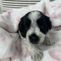 Loretta -Green collar girl - Parti female Miniature Schnauzer puppy in Oneonta, Alabama from Murphree Valley Kennels