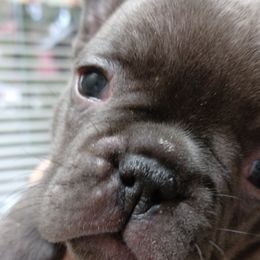 Lady Iris - French Bulldog puppy in Stevensville, Montana from Stevi Frenchies