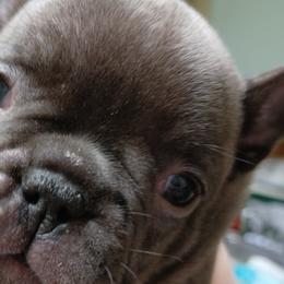 Lady Iris - French Bulldog puppy in Stevensville, Montana from Stevi Frenchies
