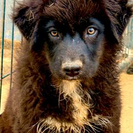 Onyx - Black & white male Australian Shepherd puppy in Mineral Wells, Texas from A6 Australian Shepards