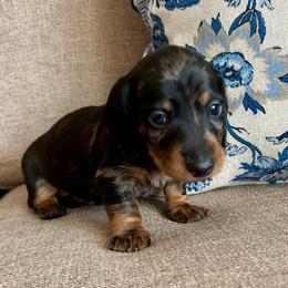 Boy - Dapple male Dachshund puppy in Elizabethtown, Kentucky from Lavender and Willow Dachshunds