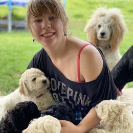 Poodle Puppies from Standard Poodle and Doodles