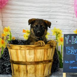 Blue Collar boy! - Sable German Shepherd puppy in Kansas City, Missouri from Zwinger von dem Bauernhof