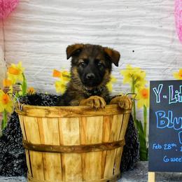Blue Collar boy! - Sable German Shepherd puppy in Kansas City, Missouri from Zwinger von dem Bauernhof