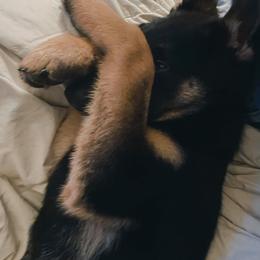 German Shepherd All Grown Up from Hundes Des Waldes Working dogs