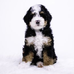 Purple Collar Girl - Tri-color female Bernedoodle puppy in Hebron, Indiana from Duneland Doodles