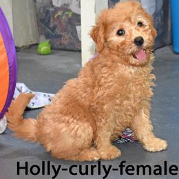 Holly - Apricot female Goldendoodle puppy in Jasper, Indiana from Hilltop Pups LLC