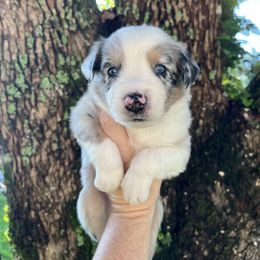 Boy 3 - Blue merle male Australian Shepherd puppy in Lakeland, Florida from Infinite Aussies