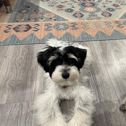Miniature Schnauzers from Semien Family Kennels