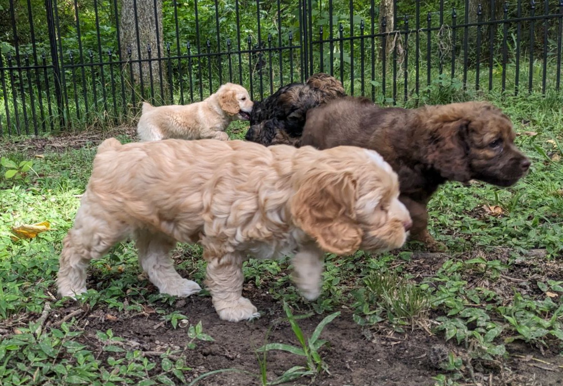 Cockapoo Puppies from Cano Cockapoos
