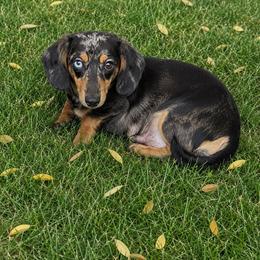 Lily - Dachshund