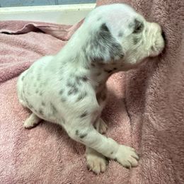 Poppy - Girl 2 - White and liver brown female Dalmatian puppy in Leavenworth, Kansas from Tally Ho Dalmatians
