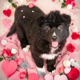 Vesuvius - Black and white male Siberian Husky puppy in Florence, Kentucky from Moonlight Howl Huskies