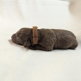 Dilute Retriever and Labrador Retriever Puppies from LC Hunting Labs, LLC.
