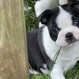 Boston Terriers from Boston Terrier Besties