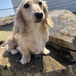 Dany - Dachshund