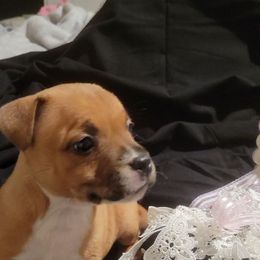 Girl 2 - Red female Staffordshire Bull Terrier puppy in San Antonio, Texas from Lone Star Staffs