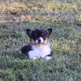 American Corgi puppies from Bar P Livestock Corgis