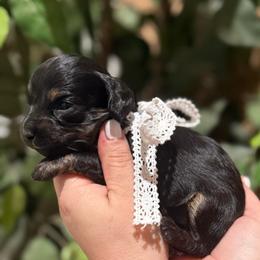 Girl 1 - Black and tan female Dachshund puppy in Winter Haven, Florida from Davidson's Dachshunds
