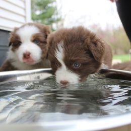 Australian Shepherd Puppies from Starlit Grove Australian Shepherds
