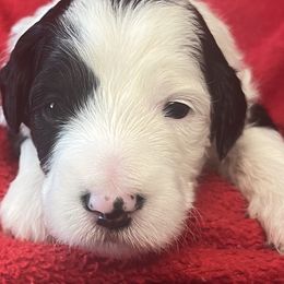 Tweet - Black and white female Sheepadoodle puppy in Buford, Georgia from Guppy Puppies