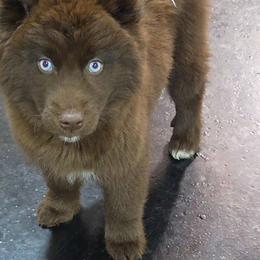 Candy - Red and white female Siberian Husky puppy in East Tawas, Michigan from BurnsBerg's Woolies