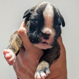 Euro girl 1 - Zsa Zsa - Brindle female Boxer puppy in Campbellsville, Kentucky from Bellbox German Boxers