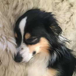 Miniature Australian Shepherd All Grown Up from Tincture of Thyme