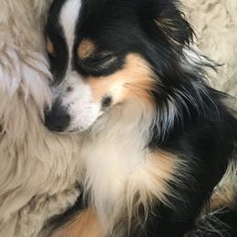 Miniature Australian Shepherd All Grown Up from Tincture of Thyme