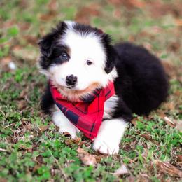 Marshmallow - Black tri-color female Australian Shepherd puppy in Belton, Texas from Brilliant Beautiful Australian Shepherds