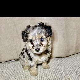 Sven - Blue merle male Aussiedoodle puppy in Castalia, Iowa from K&K Kennels