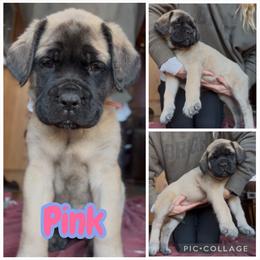 Pink - Fawn female Mastiff puppy in Jonesville, South Carolina from Sunrise Mastiffs