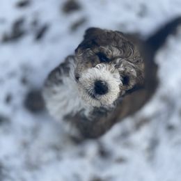 Bernedoodle and Bernese Mountain Dog Puppies from Mountain Top Bernedoodles
