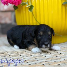 Newspaper - Black tri-color female Aussiedoodle puppy in Henry, Illinois from Rowe Farms Doodles